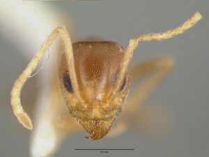 Iridomyrmex wingi castype06982 head 1.jpg