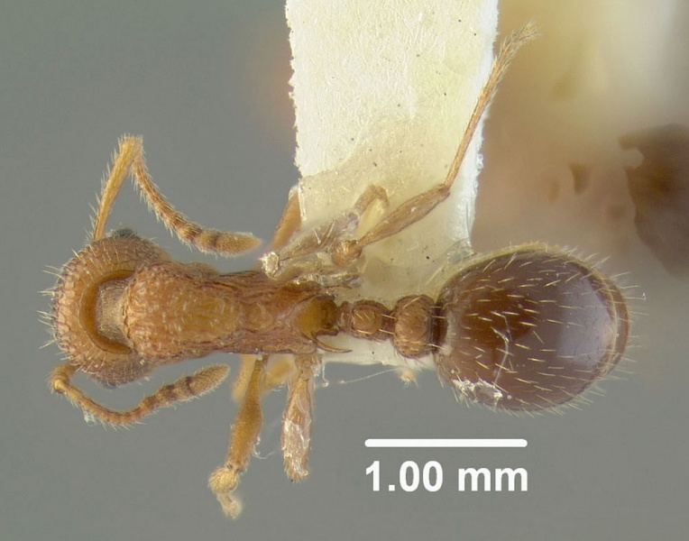 File:MCZ-ENT00023152 Myrmica sabuleti subsp. nearctica hal.jpg