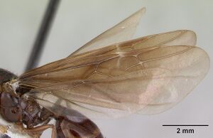 Pheidole fimbriata casent0178019 profile 2.jpg