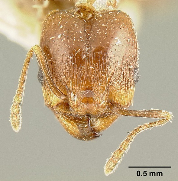 File:Pheidole maja jtlc000015318 head 1.jpg