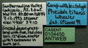 Pheidole titanis casent0104450 label 1.jpg