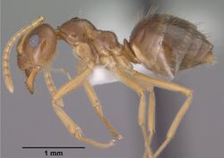 Prenolepis imparis casent0102823 profile 1.jpg