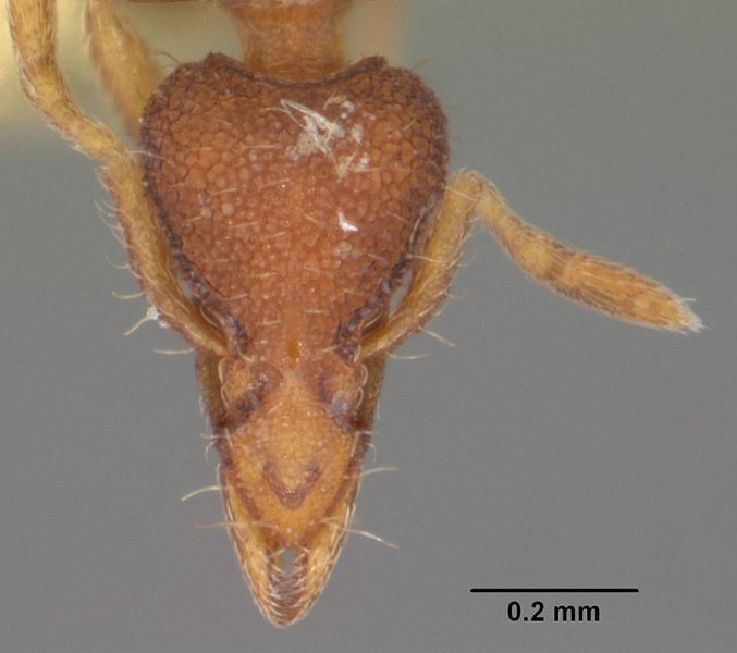 File:Pyramica dietrichi casent0103821 head 1.jpg