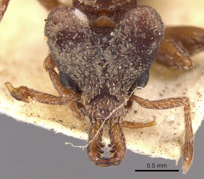 File:Strumigenys mandibularis casent0900424 h 1 high.jpg