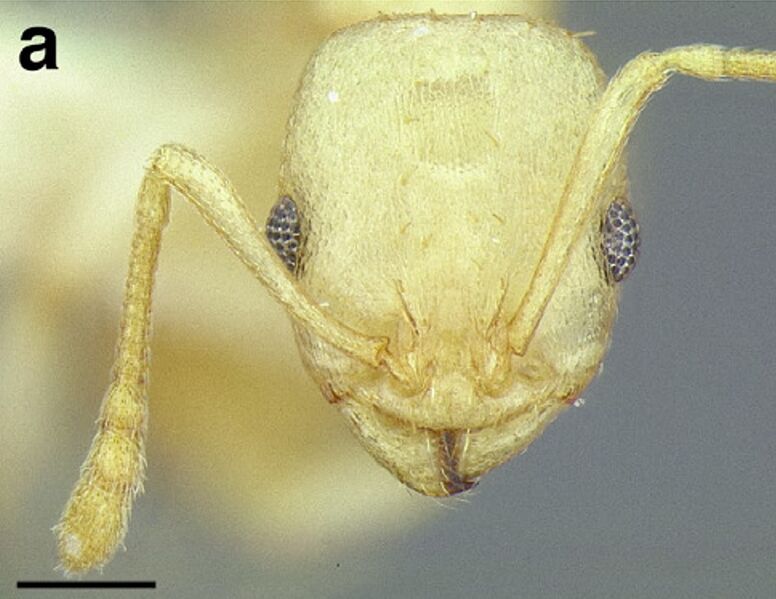 File:Temnothorax agavicola MCZENT00510559 F134 a.jpg