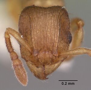 Tetramorium cognatum casent0102344 head 1.jpg