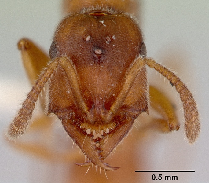 File:Amblyopone gracilis casent0172200 head 1.jpg