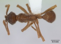 Apterostigma pilosum casent0173821 dorsal 1.jpg