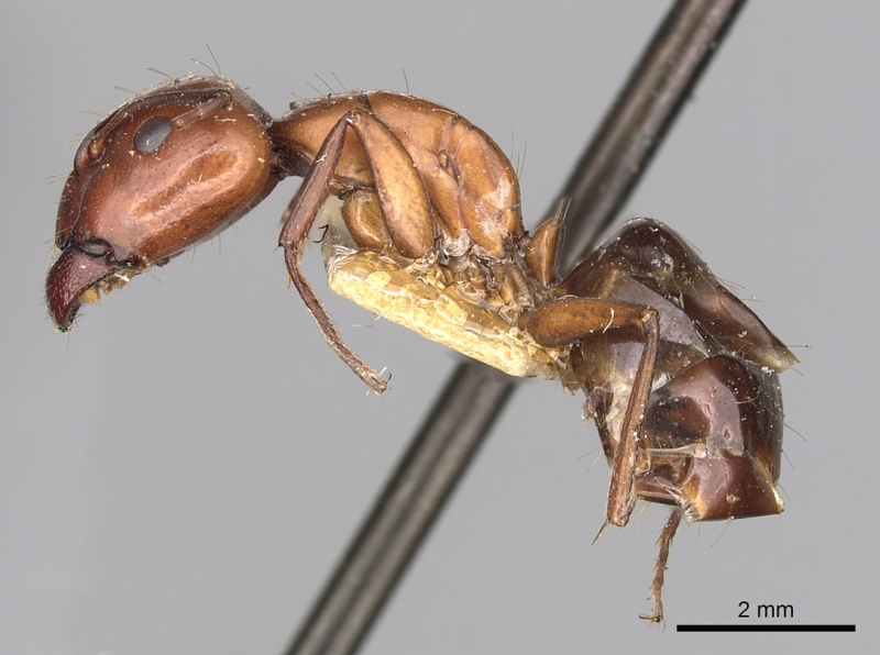 File:Camponotus alii casent0249888 p 1 high.jpg