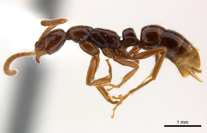 File:Leptogenys amu P.jpg