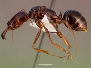 Odontomachus assiniensis sam-hym-c002699a profile 1.jpg