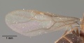 Paratrechina madagascarensis ellisii casent0101982 dorsal 2.jpg