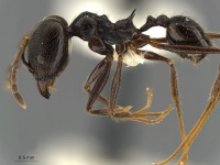 Pheidole-ajax-MCZ001L.jpg