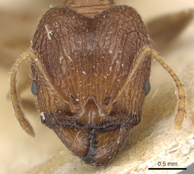 File:Pheidole horni casent0904230 h 1 high.jpg