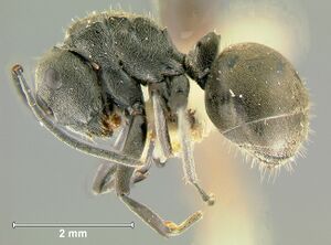 Polyrhachis-zopyraL2.5x.jpg