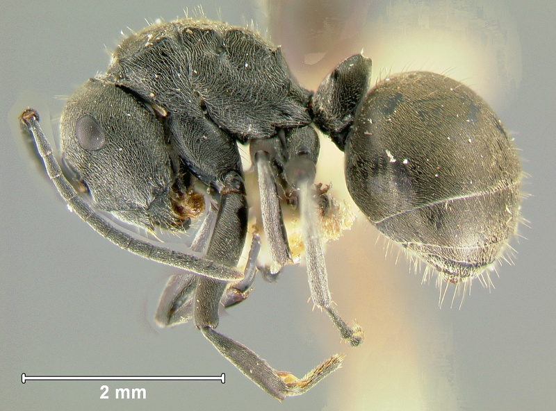 File:Polyrhachis-zopyraL2.5x.jpg