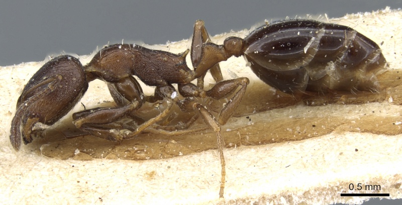 File:Temnothorax risii casent0904740 p 1 high.jpg