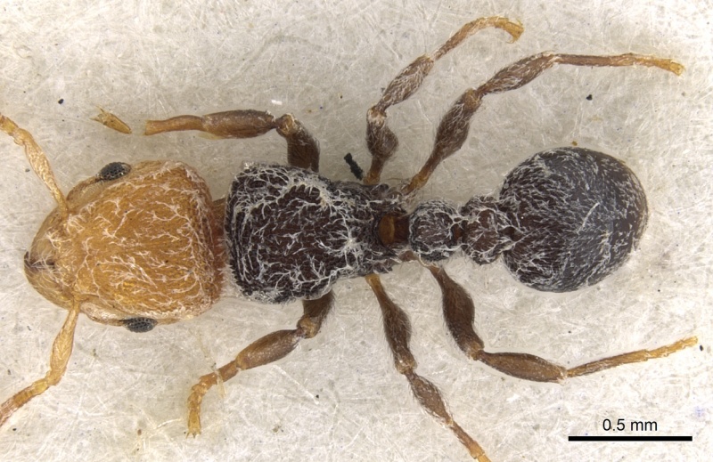 File:Tetramorium pulcherrimum casent0901132 d 1 high.jpg