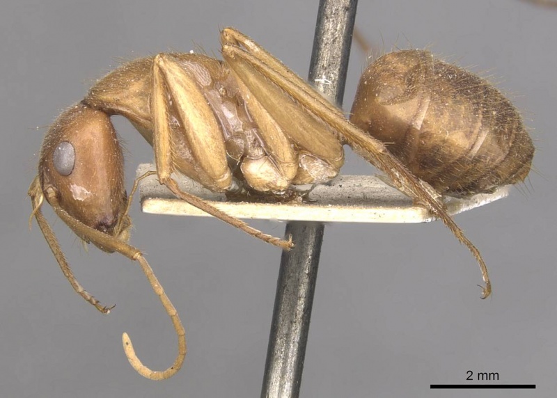 File:Camponotus clarior casent0910306 p 1 high.jpg