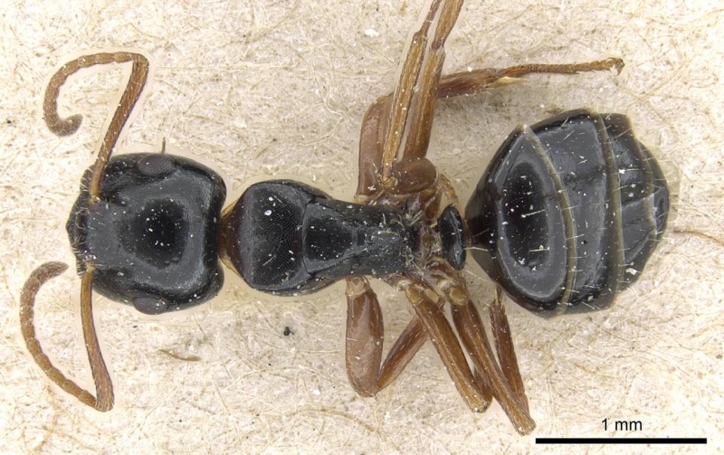 File:Camponotus itoi casent0905455 d 1 high.jpg