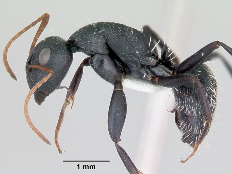 File:Camponotus niveosetosus casent0172793 profile 1.jpg