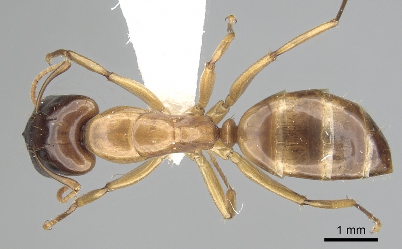 File:Camponotus orthocephalus casent0249393 d 1 high.jpg