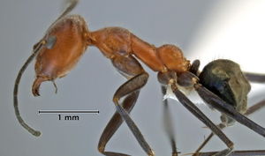 Iridomyrmex roseatus side view