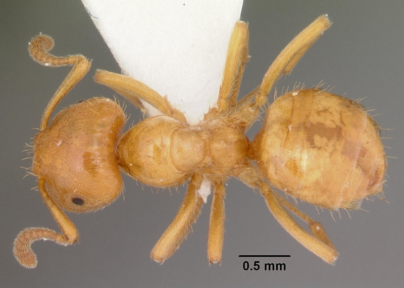 File:Lasius claviger casent0103542 dorsal 1.jpg