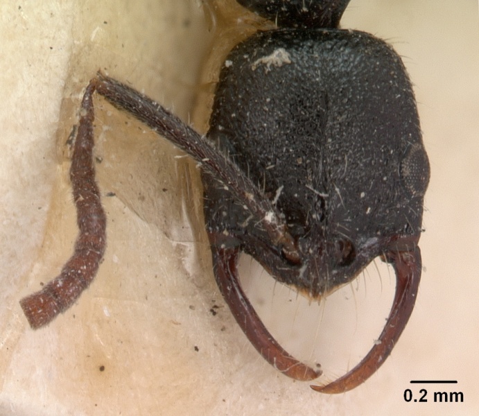 File:Leptogenys gracilis casent0102017 head 2.jpg