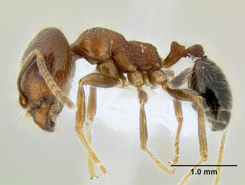 File:Monomorium criniceps casent0106263 p 1 high.jpg