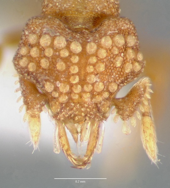 File:Pyramica marchosias casent0005654 head 1.jpg