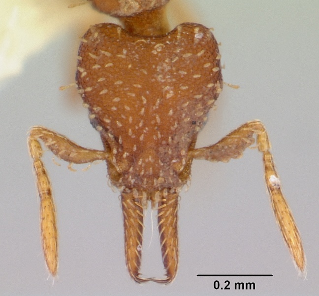 File:Pyramica oconitrilloae inb0003621500 head 1.jpg