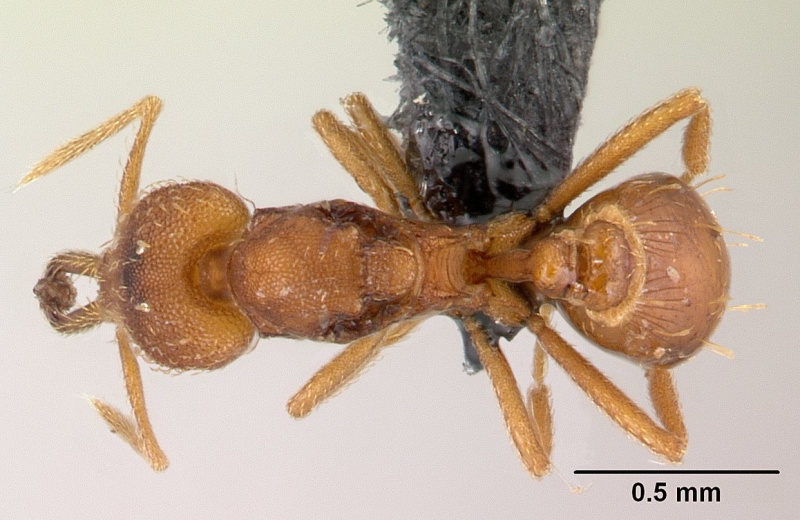 File:Strumigenys rogeri casent0145858 dorsal 1.jpg