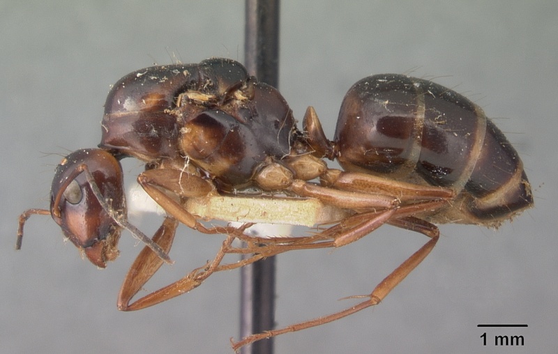 File:Camponotus christi ambustus casent0101546 profile 1.jpg