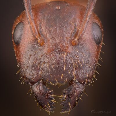 Camponotus Lateralis Antwiki