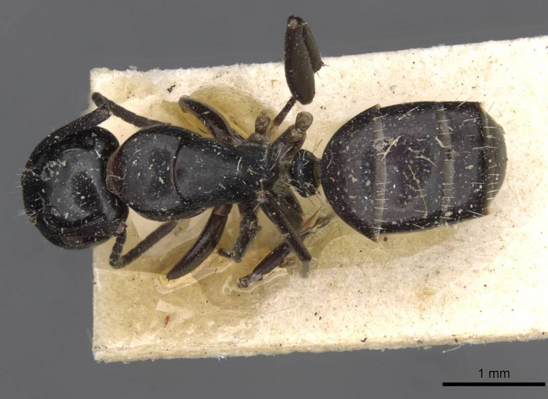 File:Camponotus truebi casent0910426 d 1 high.jpg