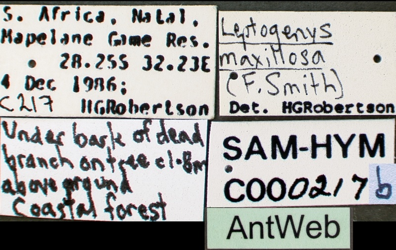 File:Leptogenys maxillosa sam-hym-c000217b label 1.jpg