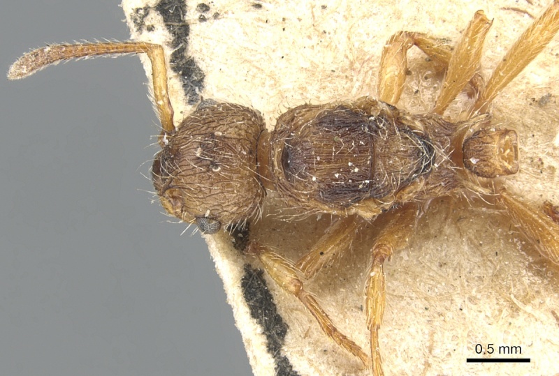 File:Myrmica laurae D casent0904098.jpg