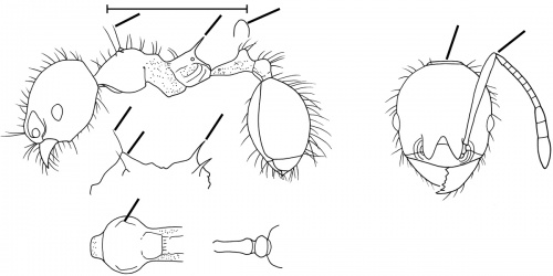 Pheidole thrasys Wilson 2003.jpg