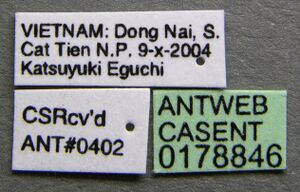 Proatta butteli casent0178846 label 1.jpg