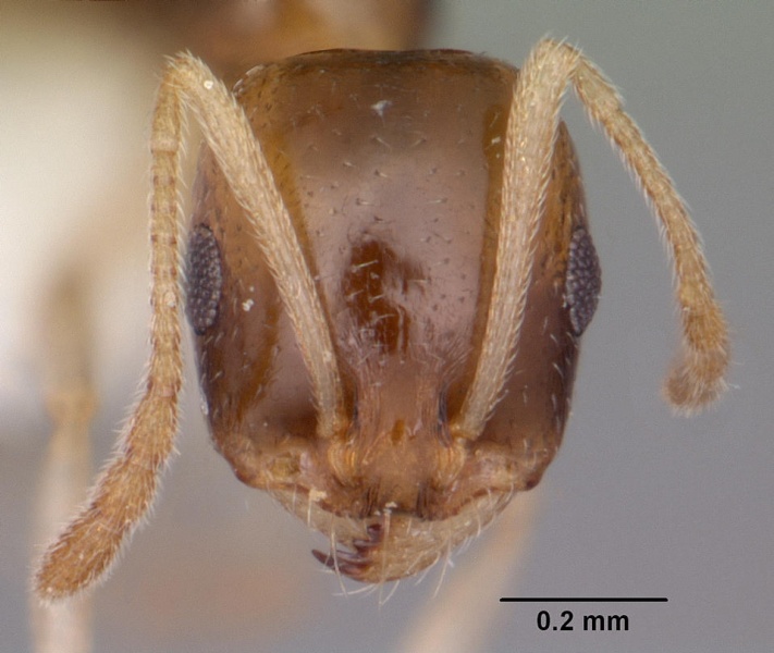 File:Royidris clarinodis casent0102685 h 1 high.jpg