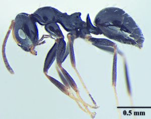 Wachkoo, A.A., Bharti, H. et al. 2021. Taxonomic review of the ant genus Lepisiota from India (10.20363@BZB-2021.70.2.227), Fig. 17.jpg