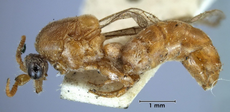 File:Aenictus hilli HT ANIC32-023723 side 20-Antwiki.jpg