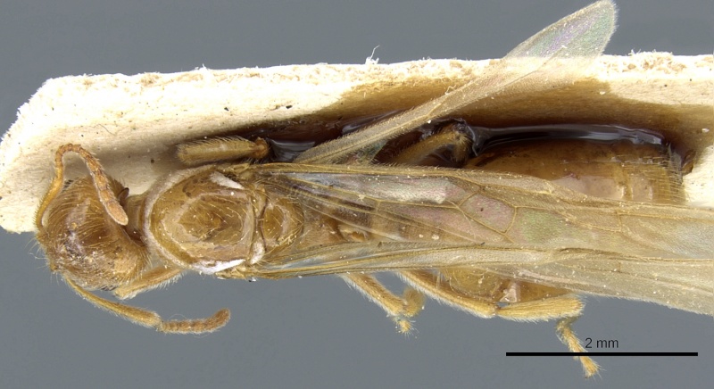 File:Aphaenogaster sangiorgii casent0904171 d 1 high.jpg