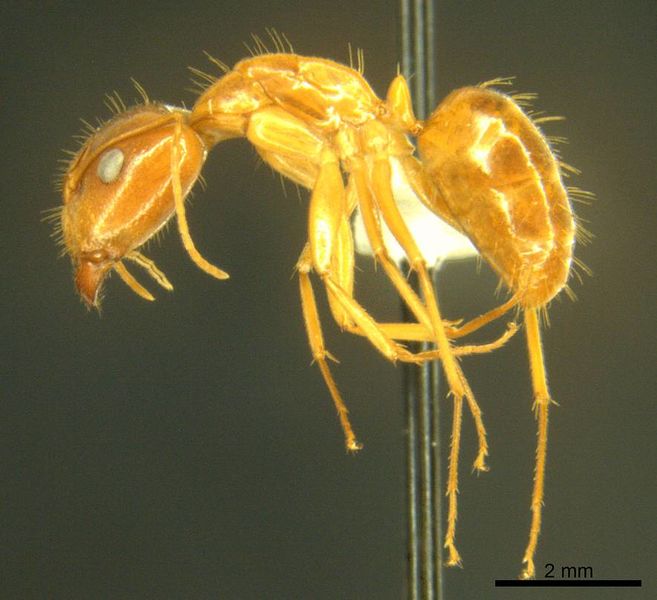 File:Camponotus micronesicus antweb1008903 p 2 high.jpg