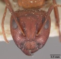 Camponotus robecchii troglodytes casent0102312 head 1.jpg