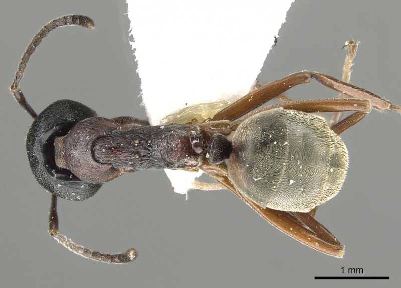 File:Dolichoderus kinabaluensis casent0902965 d 1 high.jpg