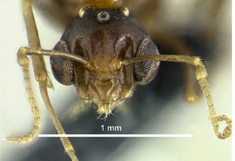 File:Klimes-mcarthur-2014-myrm-news-15Camponotus-aruensisM.jpg