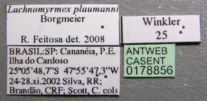 Lachnomyrmex plaumanni casent0178856 label 1.jpg