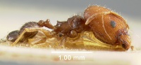 MCZ-ENT00009128 Pheidole sitarches hal.jpg